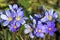 Flower Blue copse or pechenocna (Hepatica nobilis)