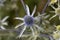 Flower of a blue eryngo, Eryngium planum