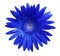 flower Blue gerbera on white isolated background with clipping path. Closeup. no shadows. For design.