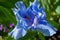 Flower blue iris