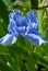Flower blue iris