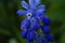 flower blue muscari hyacinth close-up green background blur garden