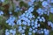 Flower blue nature garden parck Sun