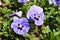 Flower blue viola in garden