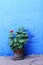 Flower and Blue Wall - Santa Catalina Convent, Arequipa, Peru