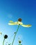 Flower and bluesky