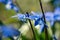 The flower bluestar in a soft light bokeh