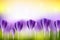 Flower blurred spring background