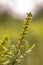 Flower of Bog Myrtle