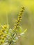 Flower of Bog Myrtle with green background