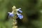 Flower of a bog sage, salvia uliginosa