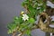 Flower of a bonsai fukie tee tree