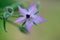 Flower of borage in close-up