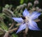 Flower borago (Borago officinalis)