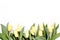 Flower border frame made of yellow and beige buds tulip on a white background. The apartment lay, top view. Floral