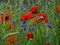 Flower border next to the meadow with grain, poppies and cornflowers