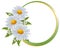 Flower borders. Bouquet camomile isolated.