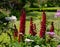 Flower borders with red lupins in a landscaped garden in Hartley Wintney, Hampshire, UK
