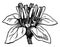 Flower Boswellia, vintage engraving
