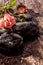 Flower and Bottle of Oil with Smooth Wet Stones