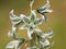 Flower of Bouche`s star of Bethlehem, Ornithogalum boucheanum, closeup