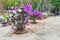 Flower Bougainvillea, botanical garden, decorative flowerbed, T