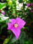 Flower of Bougainvillea Glabra