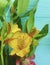 Flower bouquet alstroemeria blooming arrangement beauty decorative on a color wooden background, frame