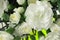 Flower bouquet background. White Carnations