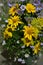 Flower bouquet of beautiful wild Ukrainian wildflowers made with a soul from the steppe part of Ukraine