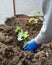 Flower, bouquet, cucumber seedling, woman, soil, vegetables, gloves, sprout, hands, plant, clothing, holding, green, nature, hand,