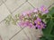 Flower bouquet of Pride of India, Queen`s flower, Intanin on concrete floor