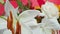 Flower bouquet with white lilies and rose in studio macro