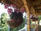 Flower bowls at Pasarea Monastery, Romania