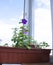 Flower box with petunia. Bright purple flowers. Box for the balcony. Floriculture and gardening.Beautiful flowering petunia hybrid