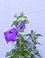 Flower box with petunia. Bright purple flowers. Box for the balcony. Floriculture and gardening.Beautiful flowering petunia hybrid