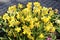 Flower boxes filled with sweet spring flowers