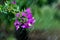 Flower branch of Bougainvillea  in motion caused by raindrops in the garden