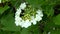 Flower on the branch Viburnum opulus