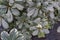 Flower in branches of flowering evergreen shrub Pittosporum Tobira Variegata. beautiful floral spring abstract background