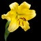 Flower of a bright yellow lily. Hybrid. Isolated on black background