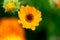 A flower with bright yellow petals on a green background with orange tones. Macro