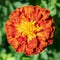 Flower brightly red-brown marigold close-up,