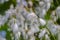 Flower of the broad-leaved cotton-grass, broad-leaved cotton-sedge, Eriophorum latifolium, in the summer