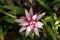 Flower of Bromelia plant