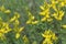 Flower of the Broom Genista sylvestris