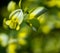 Flower of broom, scientific name Genista, with green and yellow colouring against a blurred background