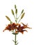 Flower of a brown lily with green leaves and unblown buds isolated on a white background