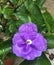 Flower of a Brunfelsia australis