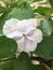 Flower of a Brunfelsia australis